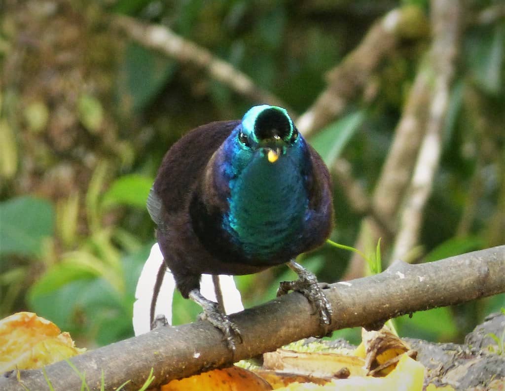 Ribbon-tailed Astrapia