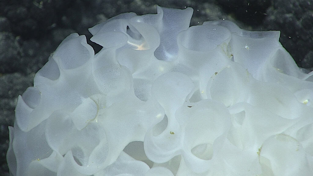 Glass Sponge