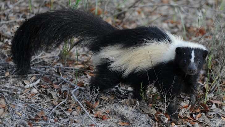 How Skunks Control Their Spray Direction with Precision