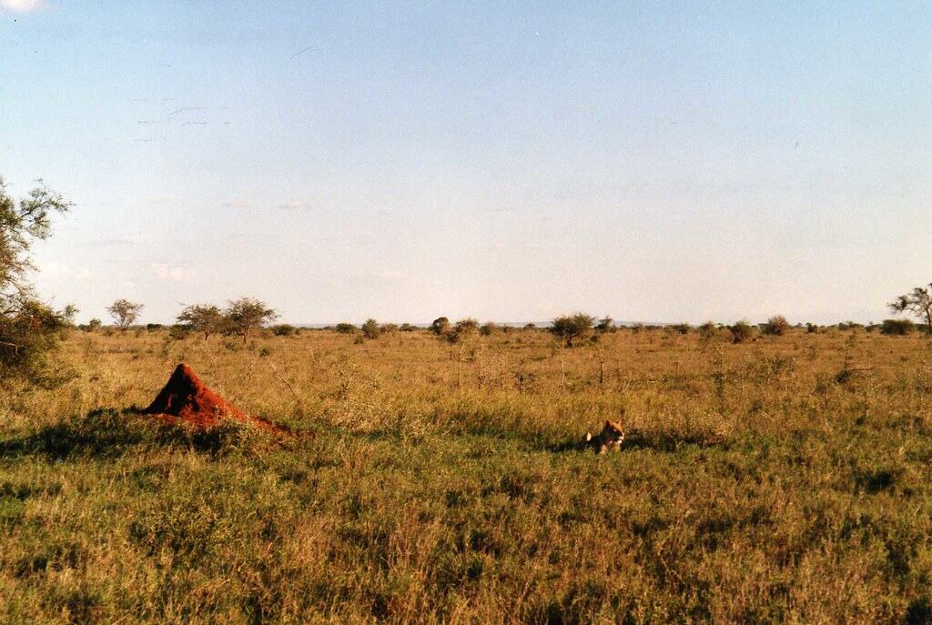African landscape