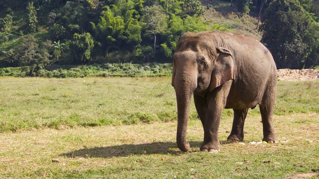 elephant footprint