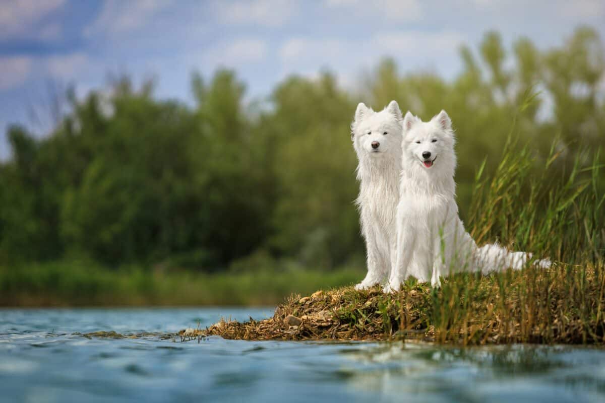 Two white dogs in a flooded forest.