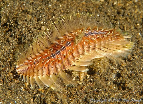 Bristle worm