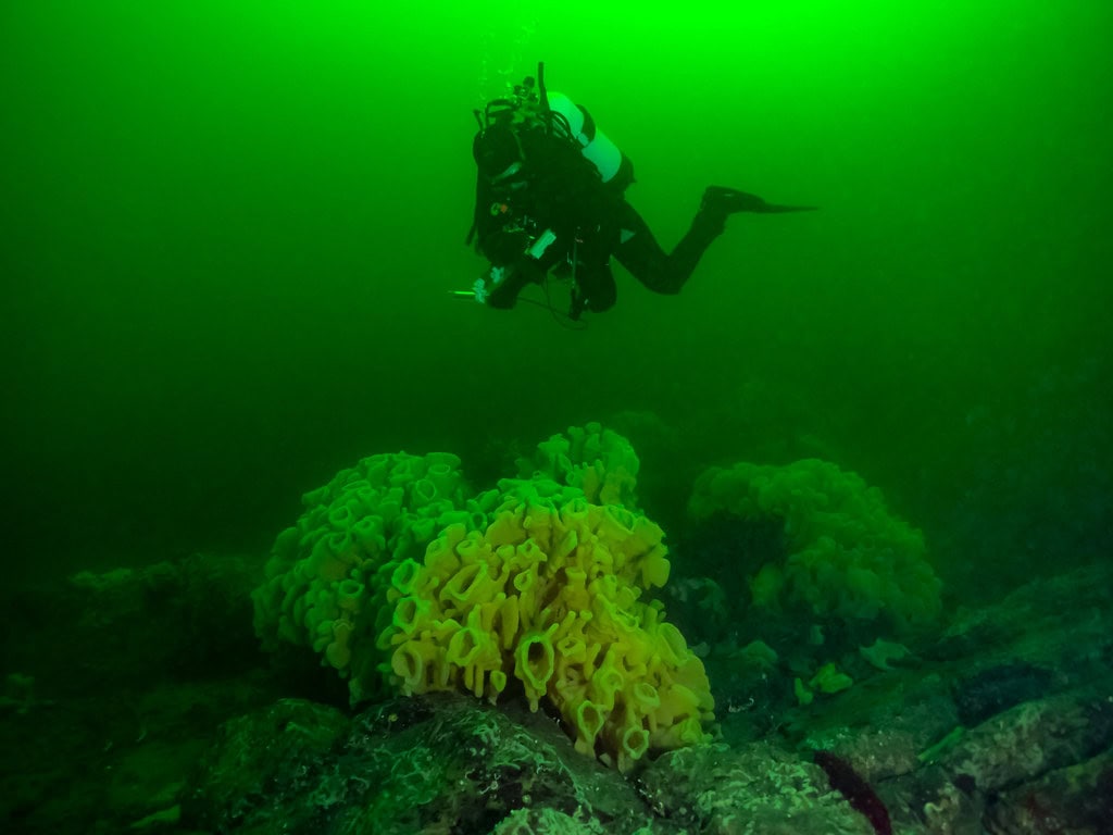 Glass Sponge