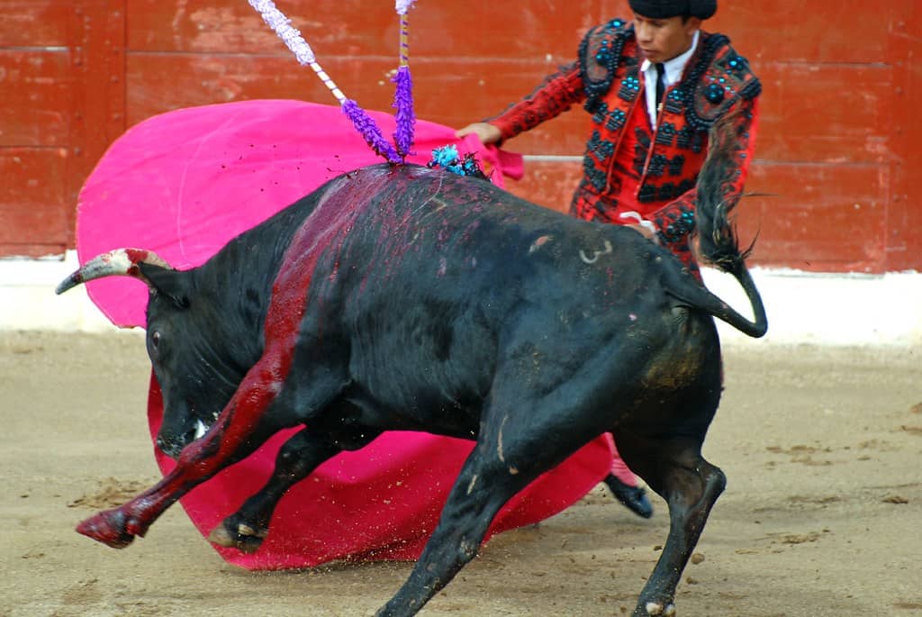 Bullfighting. Image by Openverse.