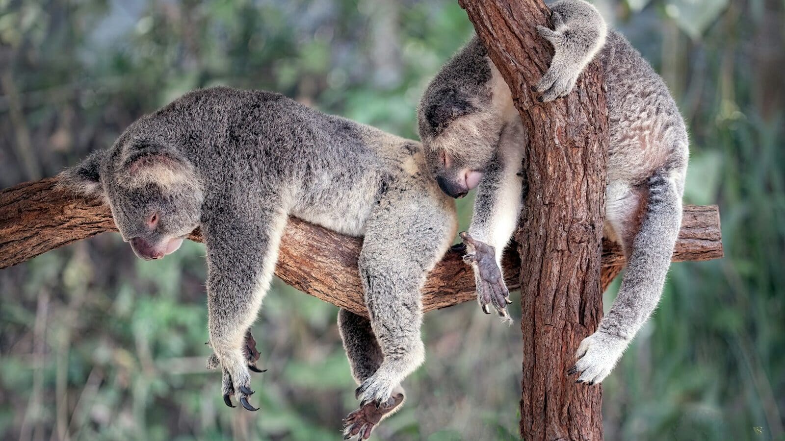 a couple of koalas hanging out in a tree
