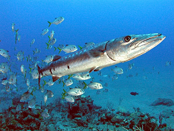 Barracuda