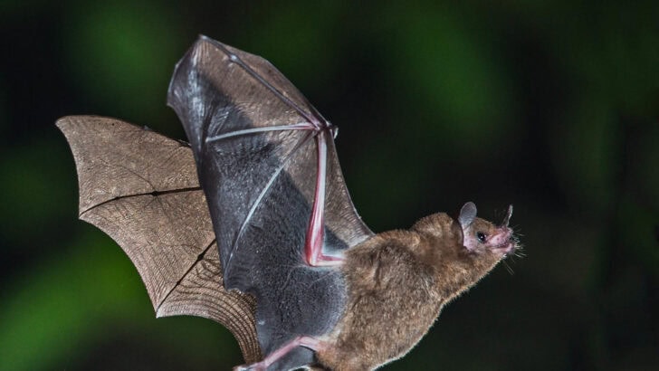 The Only Mammals That Can Fly and Why They Do It at Night