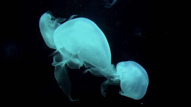 Why So Many Marine Animals Are Bioluminescent
