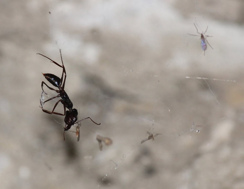 trap-jaw spider