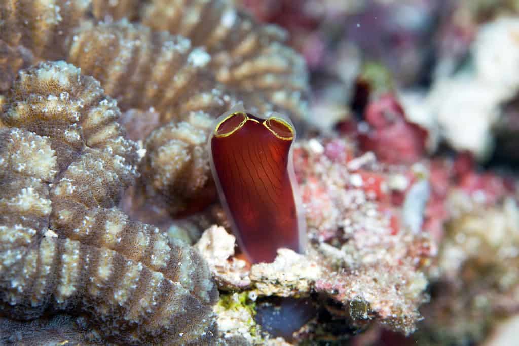 sea squirt 