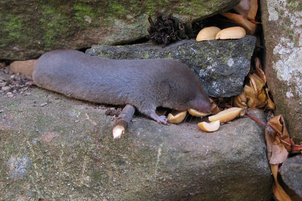 Short-tailed Shrew