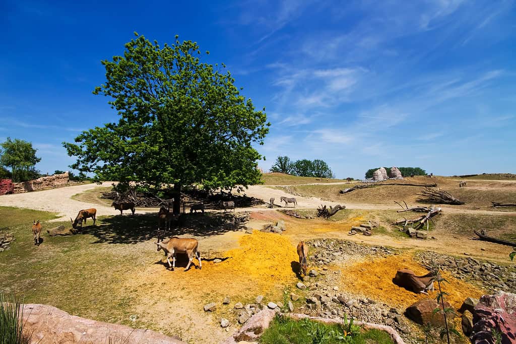 African Landscape