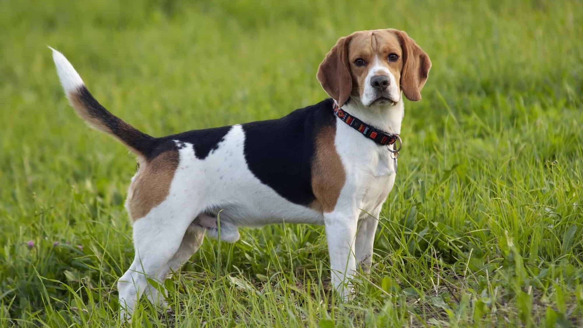 beagle