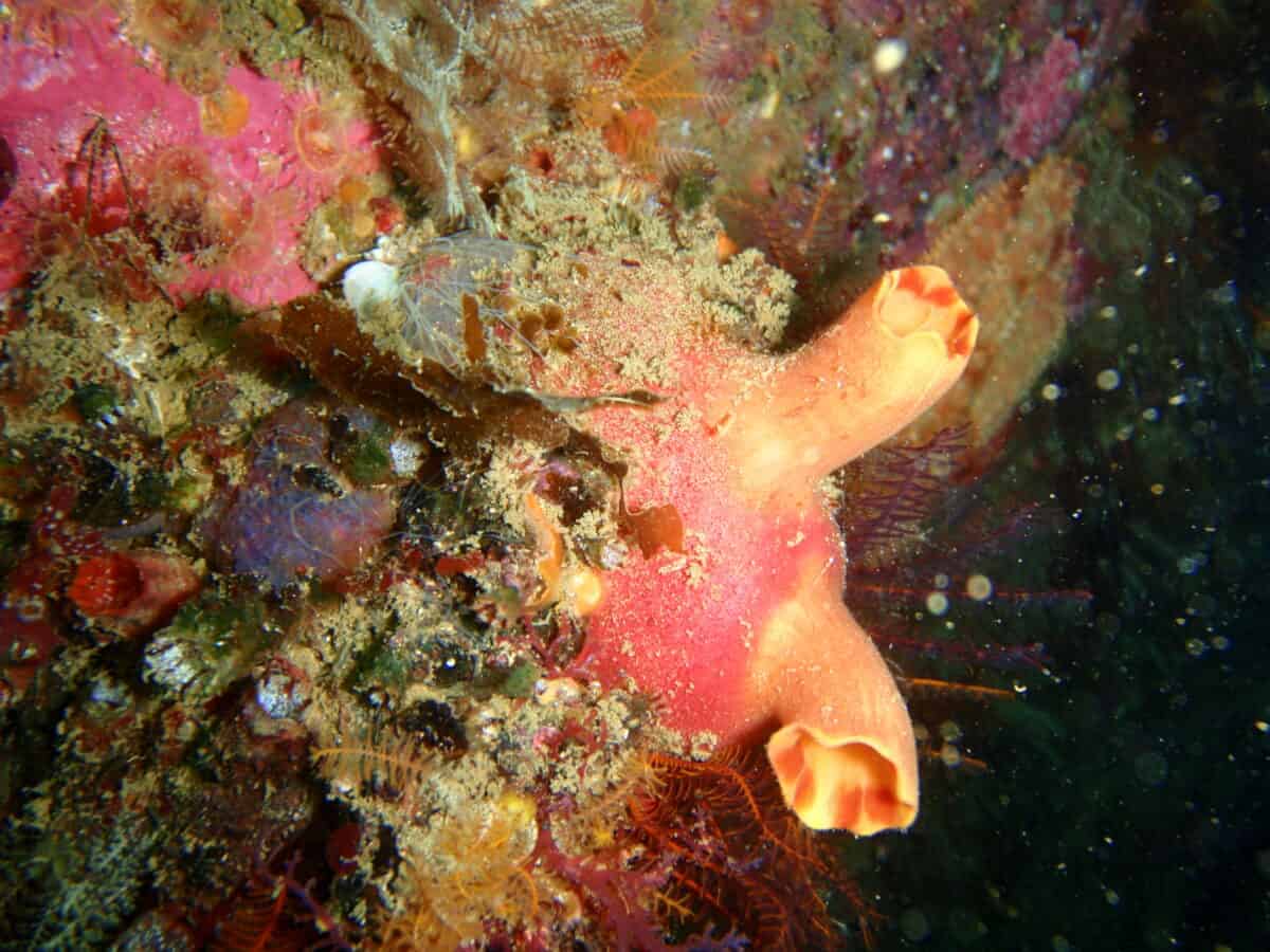 sea squirt
