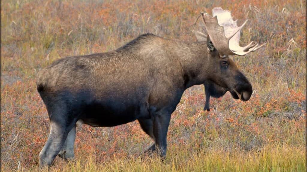 Moose
