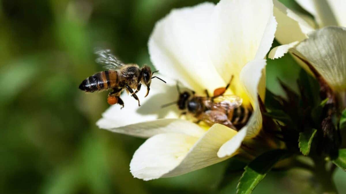 black and yellow bee on white flower