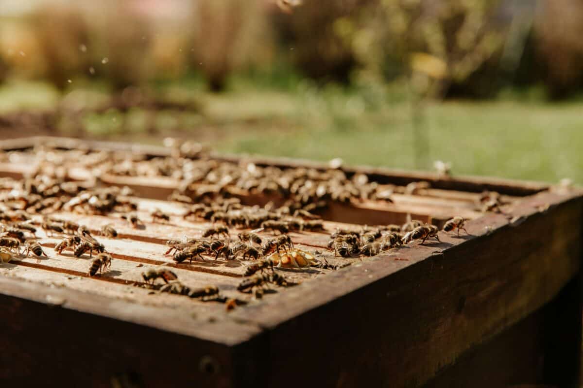 A colony of bees on a wooden surface.