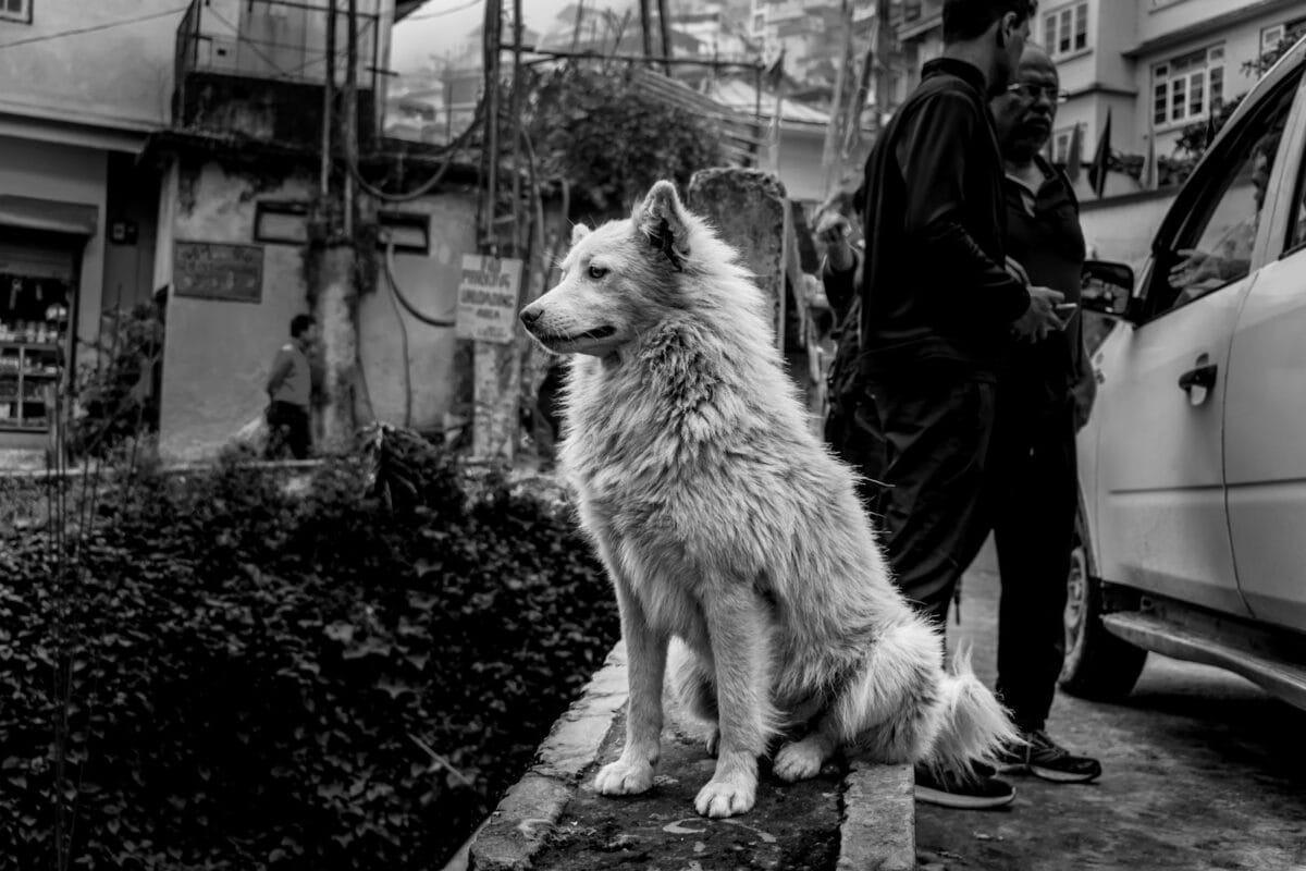 The Future of Human-Wolf Coexistence in Juneau