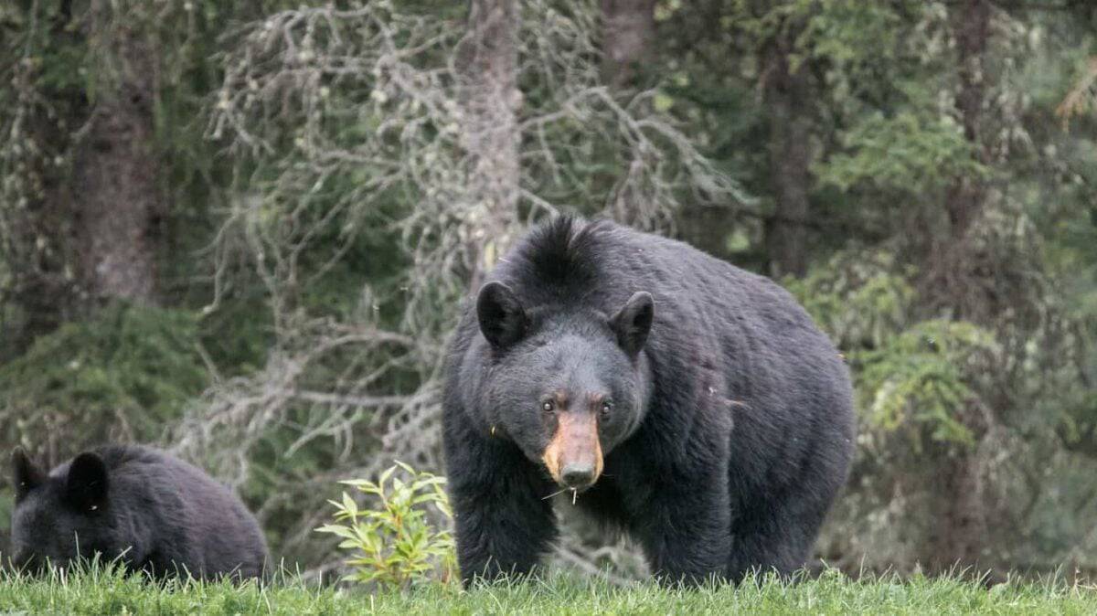 black bear walking surrounded with trees