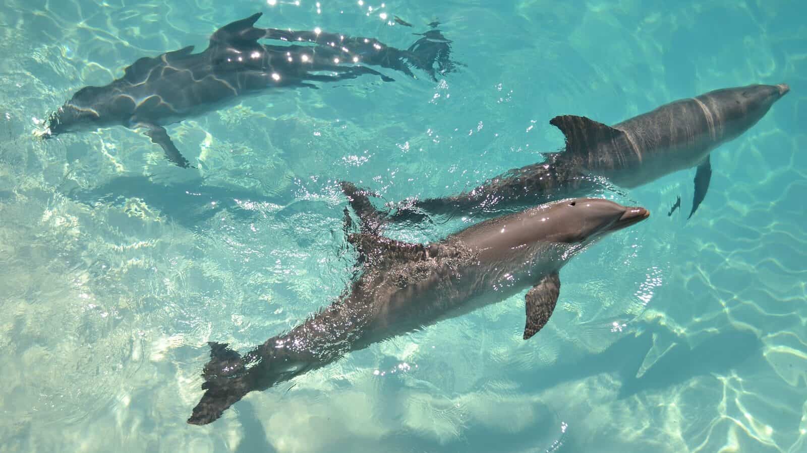 black and white shark in water