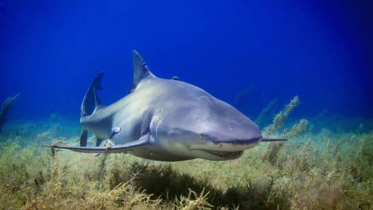 The Role Sharks Play in Keeping Coral Reefs Healthy