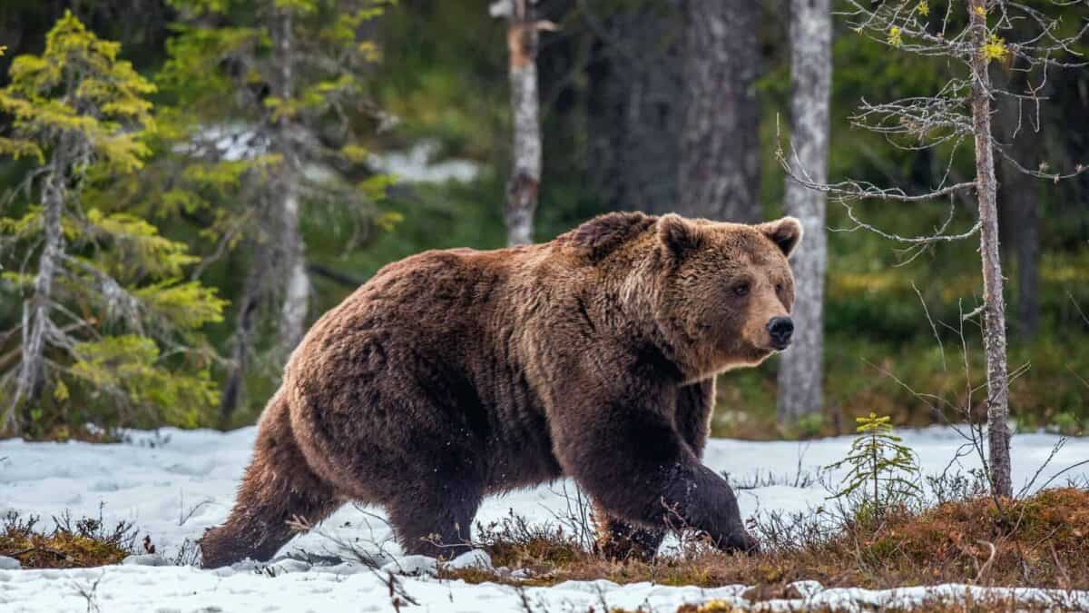 Wild Brown Bear in the spring forest. European Brown Bear