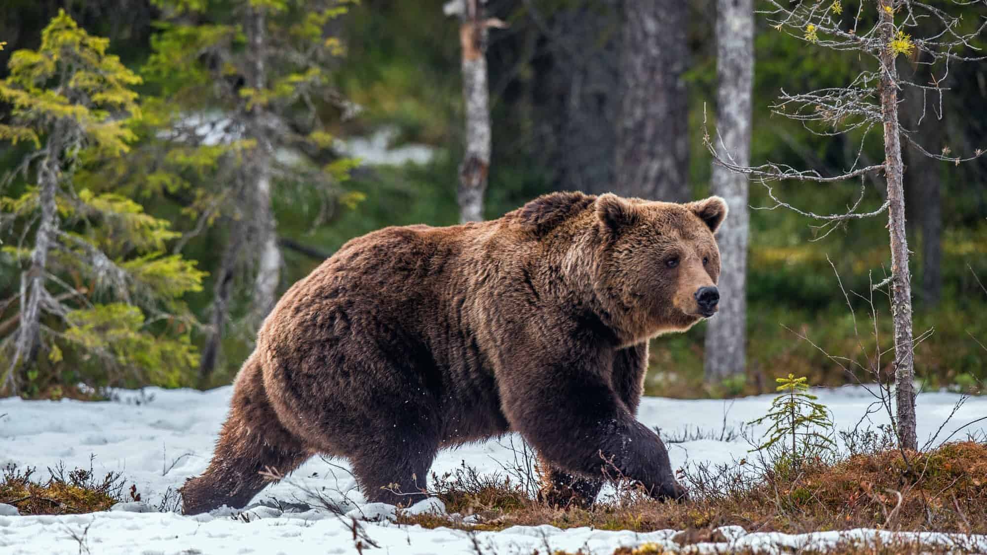 Wild Brown Bear in the spring forest. European Brown Bear