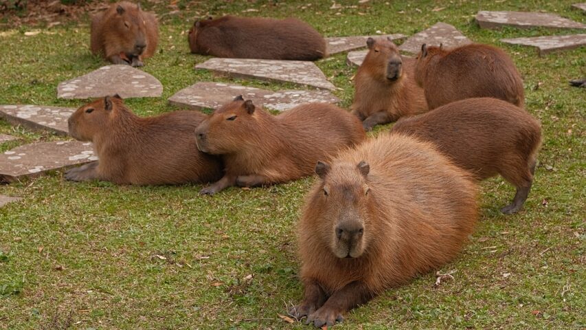 A group of capybaras are relaxing on the grass.
