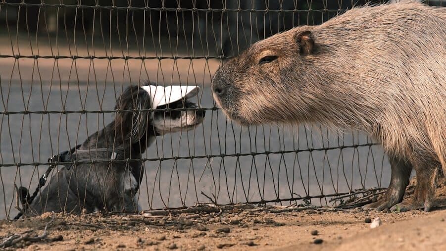 A couple of animals that are standing in the dirt