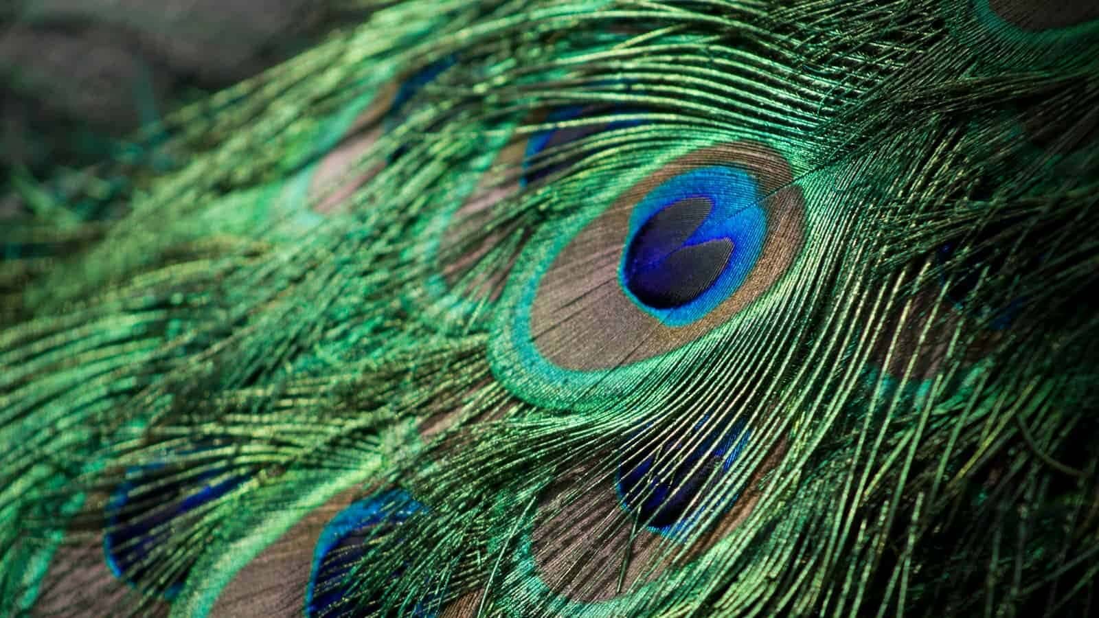 closeup photography of green, gray, and blue Peacock feathers