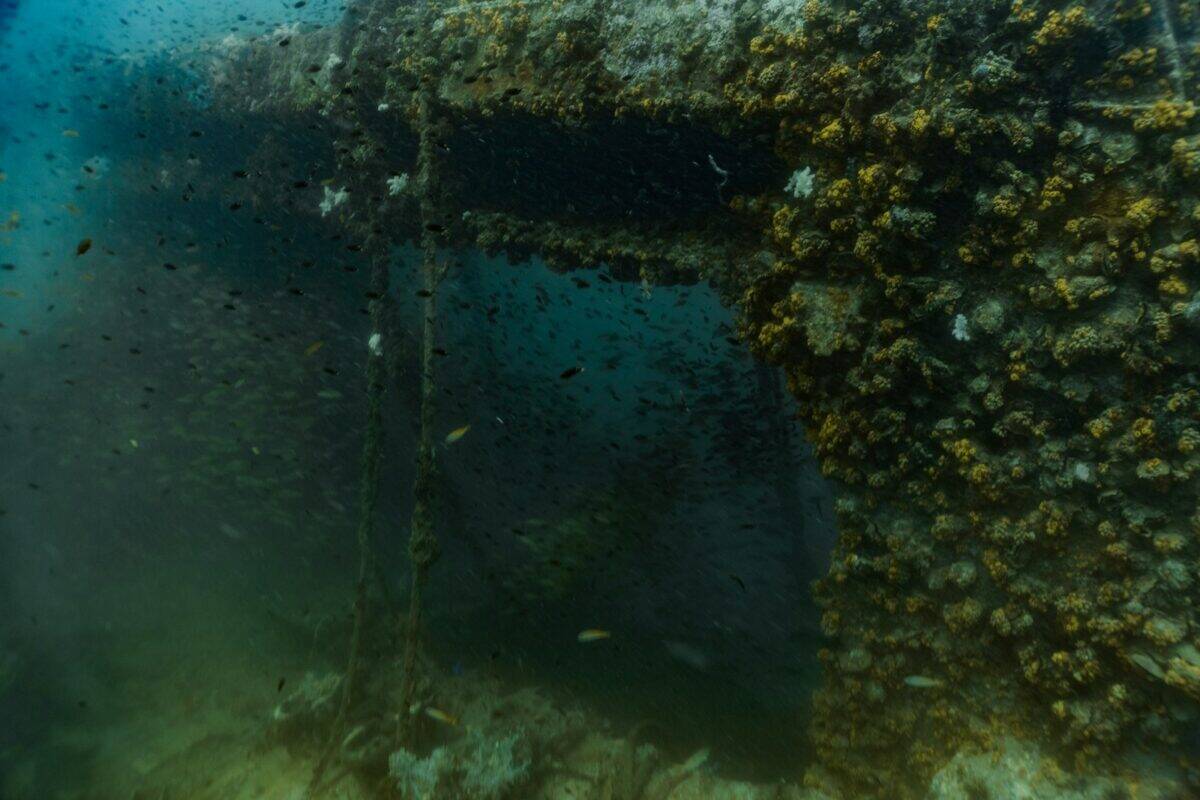 Ancient Shipwrecks as Artificial Reefs 