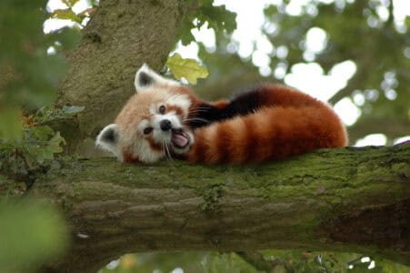 How Red Pandas Use Their Bushy Tails Like Blankets (Cute!)