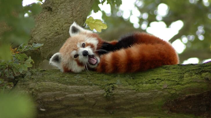 How Red Pandas Use Their Bushy Tails Like Blankets (Cute!)