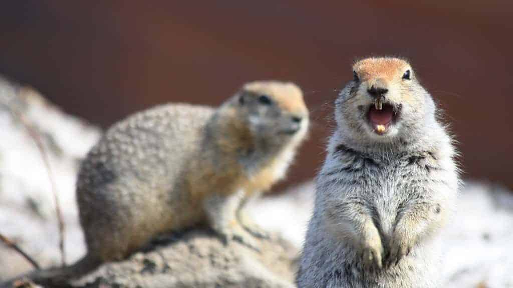 Arctic ground squirrel