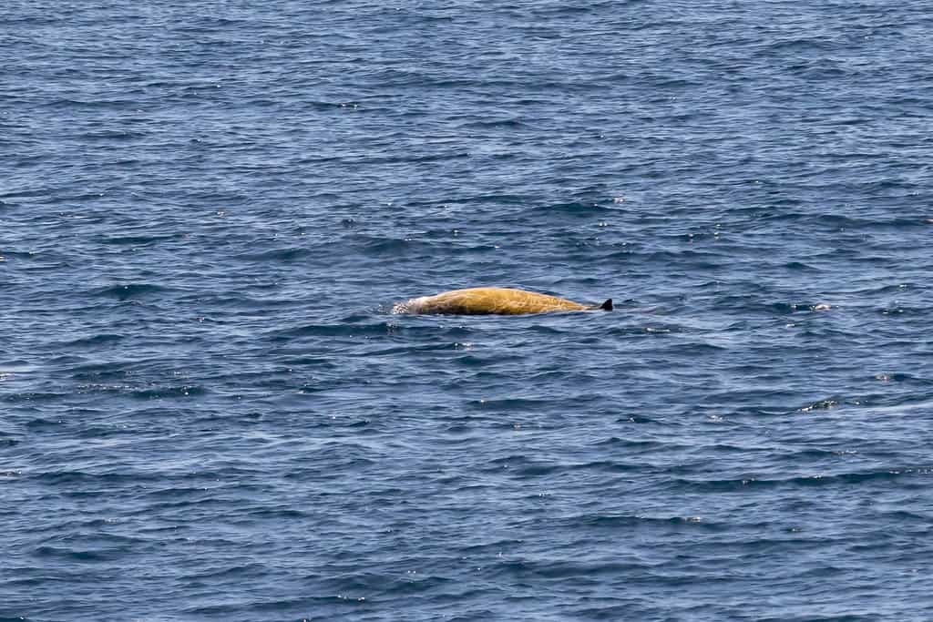 Cuvier's Beaked Whale