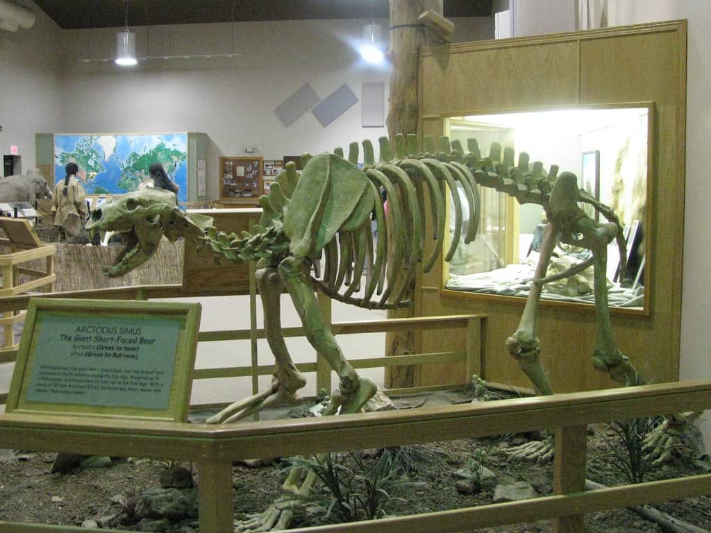 Short-Faced Bear skeleton