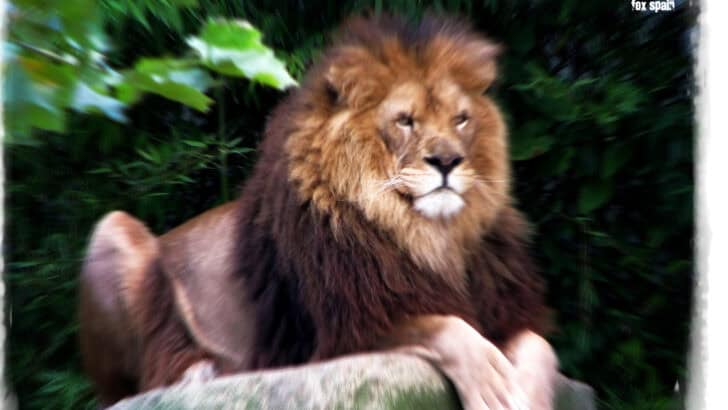 11 Wild Kings of the Jungle That Aren’t Lions