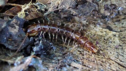 10 Deadly Animals in Arizona — And 5 Harmless Creatures Often Mistaken for Killers