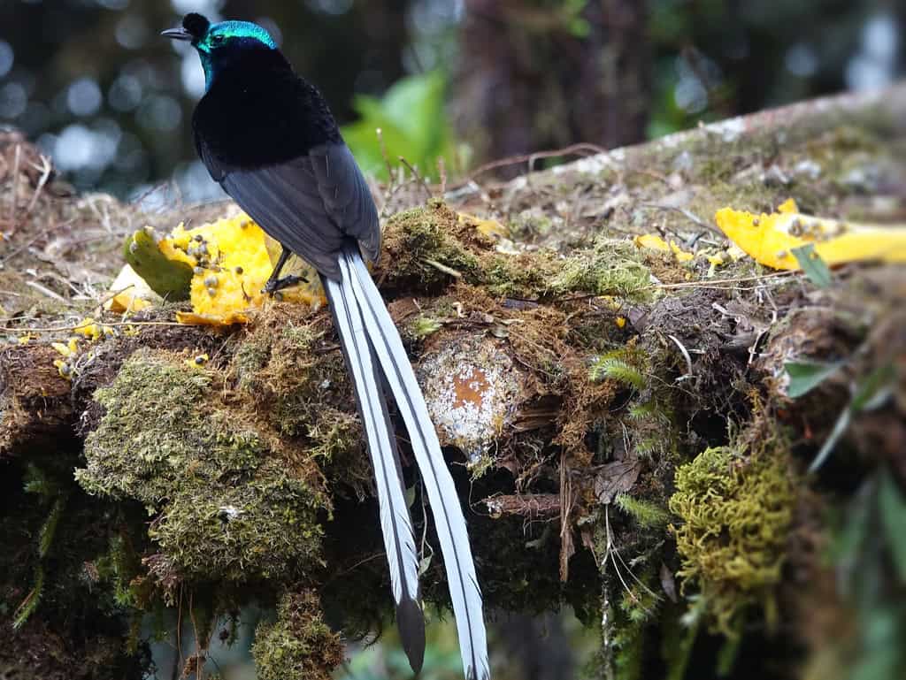 Ribbon-tailed Astrapia