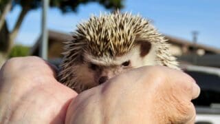 African Pygmy Hedgehog
