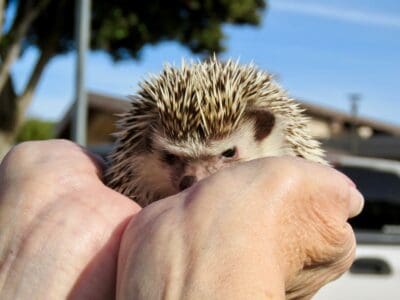 The African Pygmy Hedgehogs Are the Most Popular Pet Breed, Here’s Why