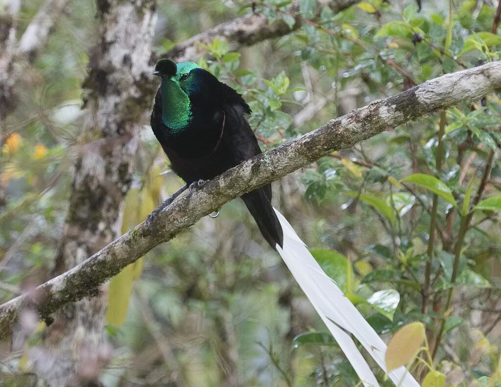 Ribbon-tailed Astrapia.