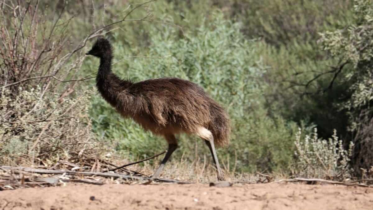 an ostrich is standing in the dirt