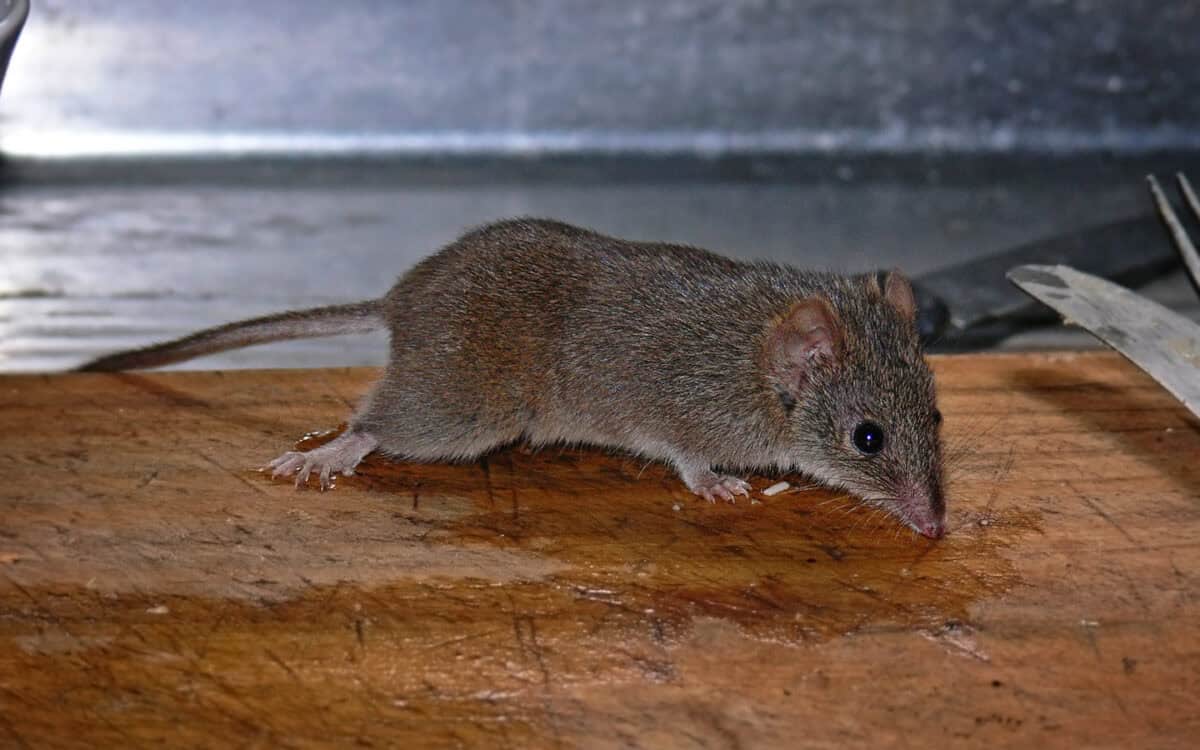 antechinus
