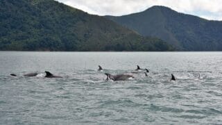 Dolphin pod