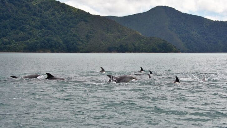 The Most Social Animal Outside of Humans Lives in the Ocean