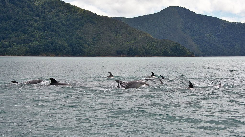 Dolphin pod