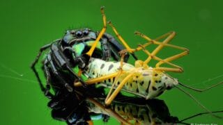 trap-jaw spider