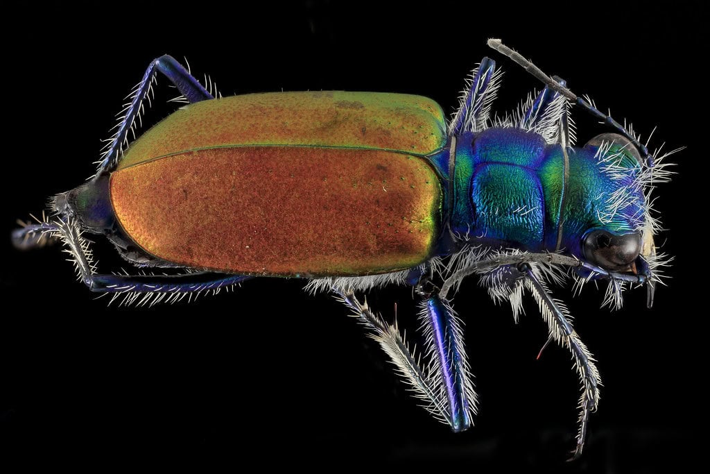 Japanese Tiger Beetle Larvae